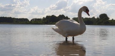 Güzel beyaz kuğu sığ sularda yürüyor