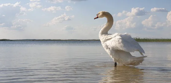 Beautiful white swan walks through the shallow — Stock Photo, Image