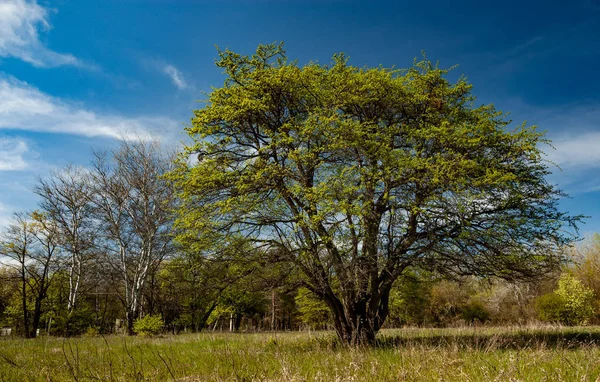 Piękne wysokie drzewa liściaste stoją w lesie — Zdjęcie stockowe