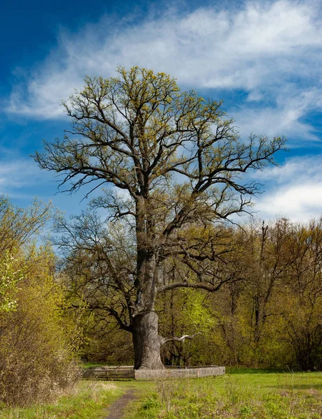Όμορφο παλιό ψηλό φυλλοβόλο δέντρο — Φωτογραφία Αρχείου