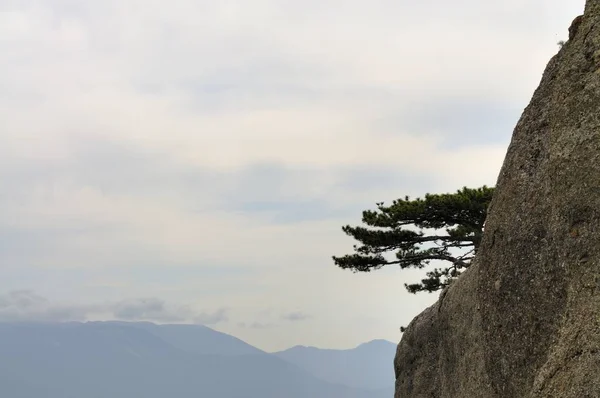Peisaj montan, copac pe o stâncă — Fotografie, imagine de stoc