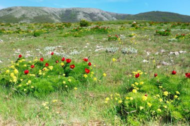 yeşil çim ve haşhaş kırmızı çiçekler ile çayır