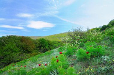 yeşil çim ve haşhaş kırmızı çiçekler ile çayır