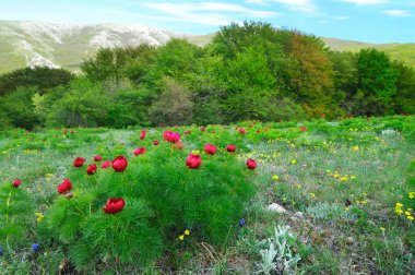 yeşil çim ve haşhaş kırmızı çiçekler ile çayır