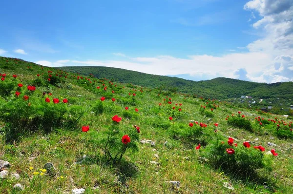 Prado com grama verde e flores de papoula vermelha — Fotografia de Stock