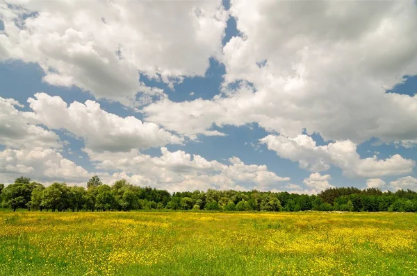 Wiosna krajobraz przyrody z żółtymi kwiatami pola i drzew — Zdjęcie stockowe