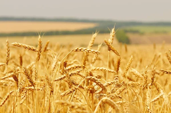 Primer plano de espigas de trigo dorado en el soleado día claro de verano —  Fotos de Stock