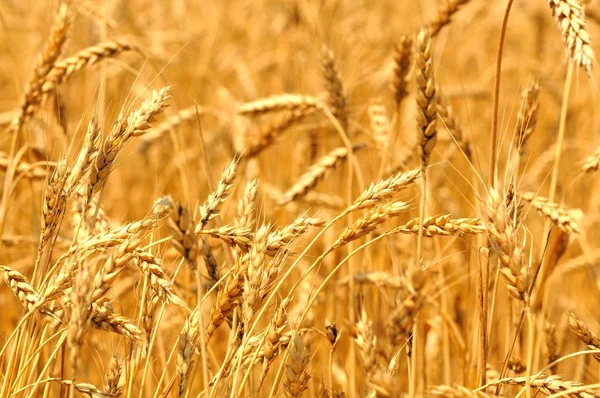 Primer plano de espigas de trigo dorado en el soleado día claro de verano —  Fotos de Stock