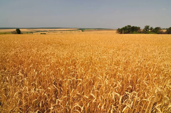 Крупный план золотых шипов пшеницы в солнечный летний ясный день — стоковое фото