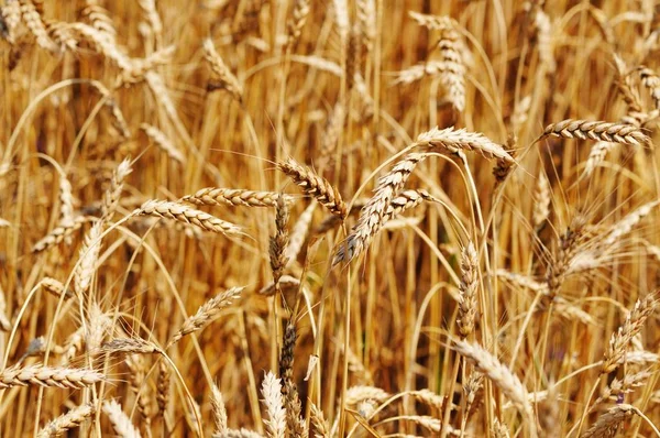 Primer plano de espigas de trigo dorado en el soleado día claro de verano —  Fotos de Stock