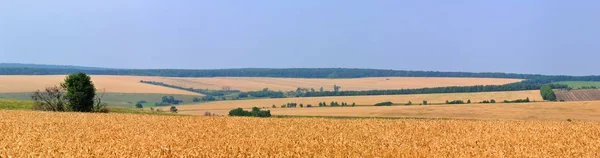 Weizenfelder Panoramalandschaft mit Bäumen und Wald dahinter und blauem Himmel darüber — Stockfoto