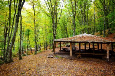 Ormanda taraça Sonbaharda siste