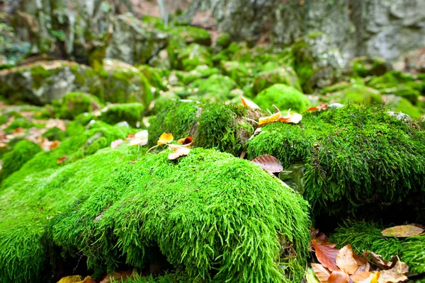 Green moss grown up cover the rough stones