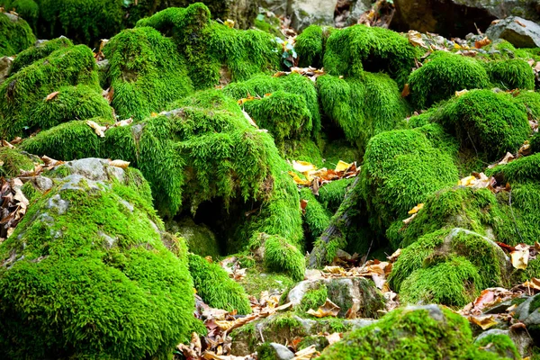 Grünes Moos bedeckt die groben Steine — Stockfoto