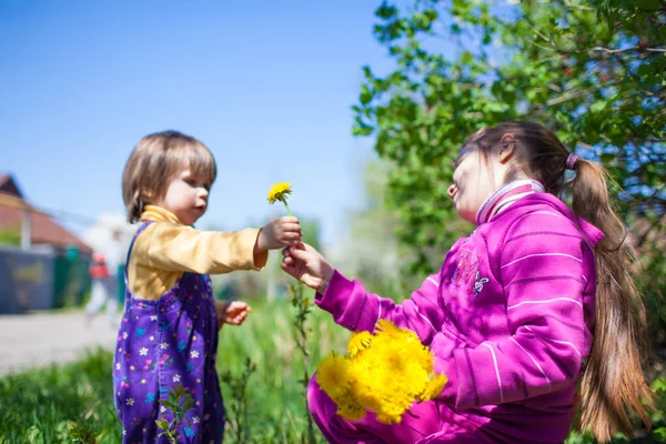 Mädchen sitzt auf Gras und schenkt kleinen Jungen blühende gelbe Löwenzahnblume — Stockfoto