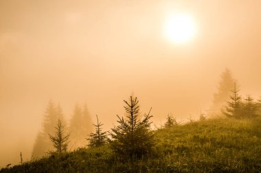 Büyüleyici genç köknar manzarası