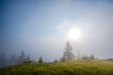 Yeşil tepelerde yetişen köknar ağaçlarının muhteşem manzarası