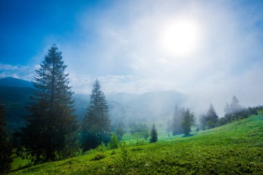 Yeşil tepelerde yetişen köknar ağaçlarının muhteşem manzarası
