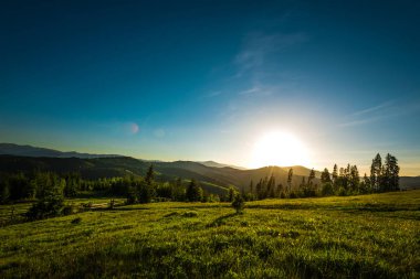 Tepeden ladin ormanına şık bir manzara