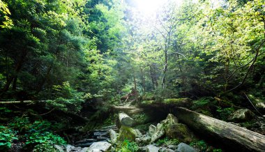 Asırlık yeşil köknar manzarası büyüleyici