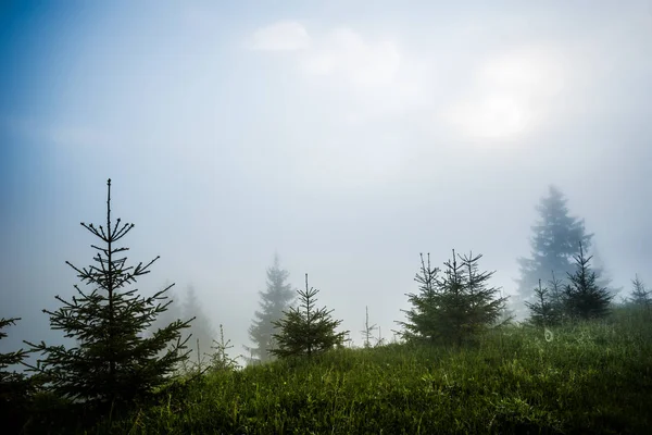 Magisch betoverend landschap van jonge sparren — Stockfoto