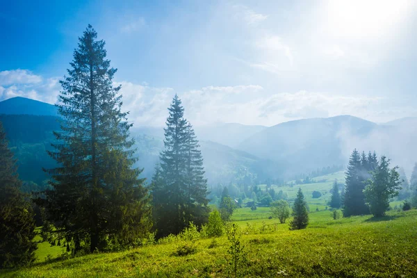 Schöner magischer Blick auf den Fichtenwald — Stockfoto