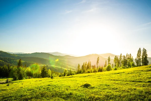 Chic view from hilltop onto a spruce forest — Stock Photo, Image