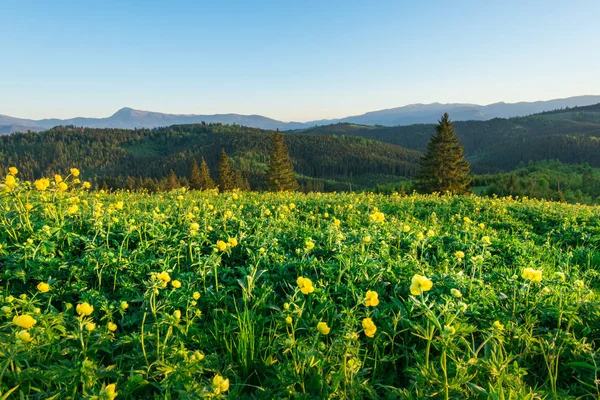 Zauberhafter Blick auf die Wiese mit gelben Wildblumen — Stockfoto