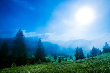 Tepelerde büyüyen ağaçların büyüleyici manzarası