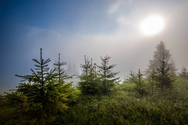 Küçük yaprakların güzel doğal manzarası.