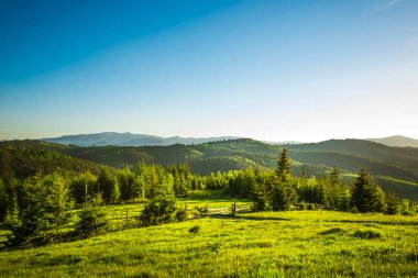 Tepeden ladin ormanına şık bir manzara