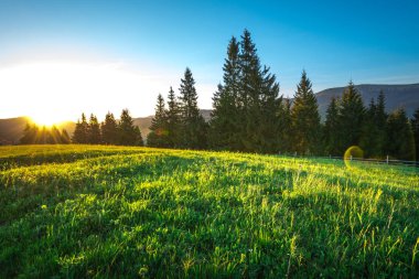 Tepeden ladin ormanına şık bir manzara