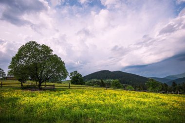 Büyüleyici güzel yaz manzarası