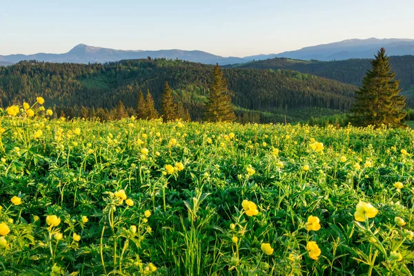 Zauberhafter Blick auf die Wiese mit gelben Wildblumen — Stockfoto