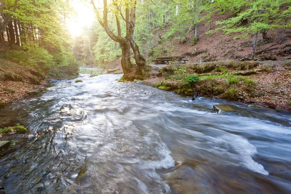 Forest river with active water flow