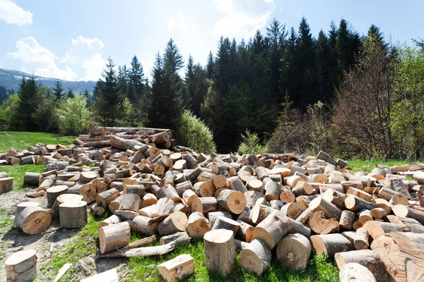 Firewood on field in front of forest — Stock Photo, Image