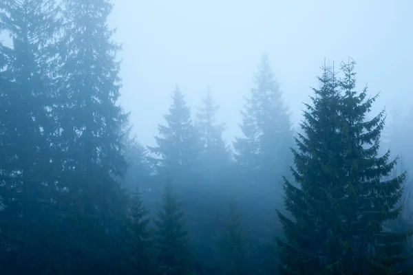 Foggy landscape spruce forest in fog — 스톡 사진