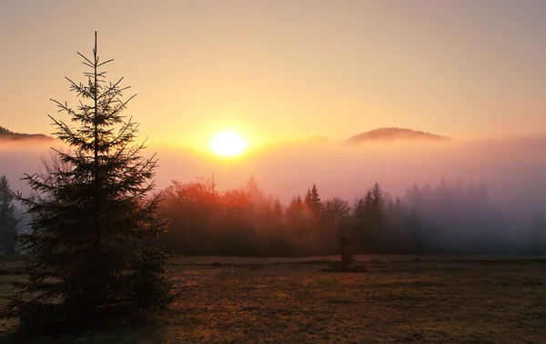 Bosque de abeto de paisaje brumoso en niebla —  Fotos de Stock