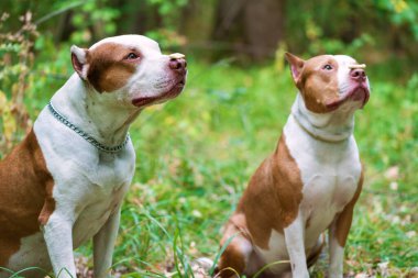 Burnunda kurabiye olan iki pitbull terrier..