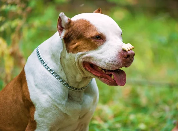 Pit bull terrier with cookie on nose. — Stock Photo, Image