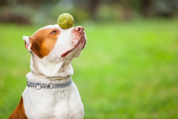 Piękny pies bawi się piłką. — Zdjęcie stockowe