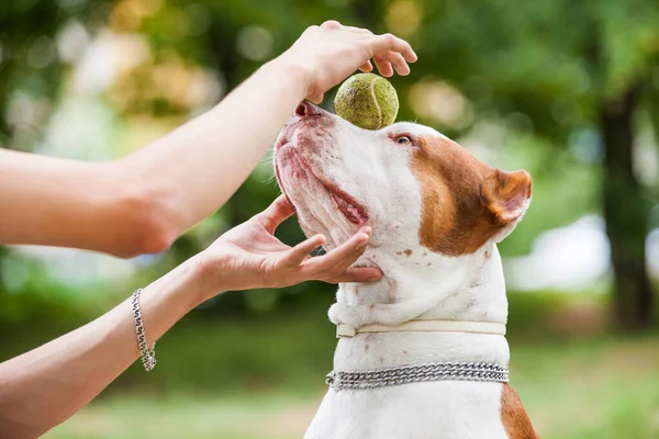 Pani kładąc piłkę na twarzy psa. — Zdjęcie stockowe