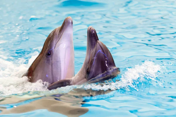 Due amici allegri delfini nuotano — Foto Stock