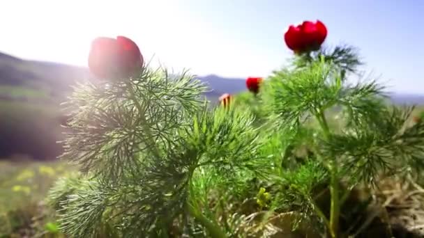 太陽とチューリップの花 キヤノン5Dマークからのビデオ2カメラ — ストック動画