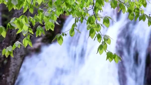 山の滝 春の流れの水 — ストック動画