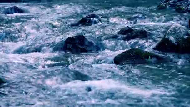 Agua Corriente Del Río Bosque Verde Las Montañas Cárpatos — Vídeo de stock