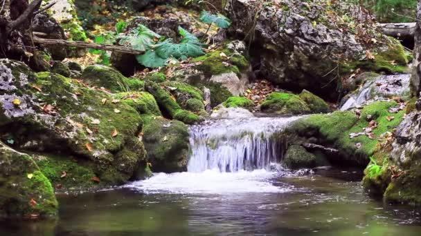 Río Fluye Sobre Rocas Esta Hermosa Escena Las Montañas Otoño — Vídeo de stock