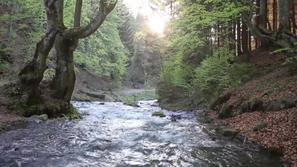 Statyczne Krajobrazy Leśne Wodospadem — Wideo stockowe