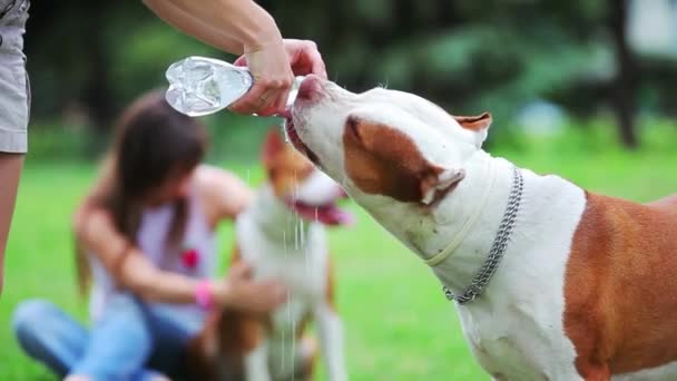 Собака Пьет Воду Бутылки Питбуль Терьер — стоковое видео