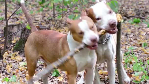 Cão Jovem Pit Bull Terrier — Vídeo de Stock